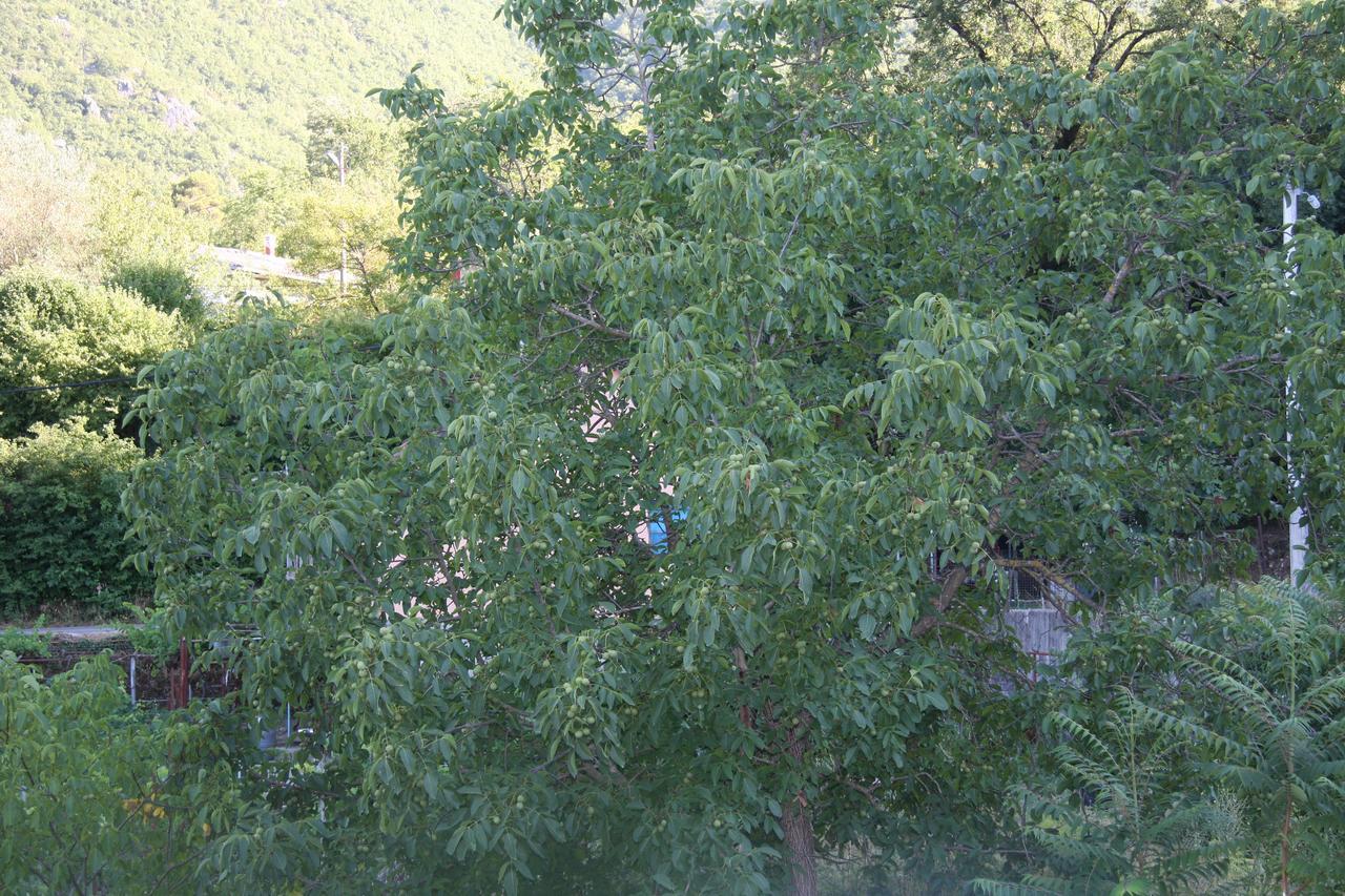 Vrzina Farm House Skadar Lake فيربازار المظهر الخارجي الصورة