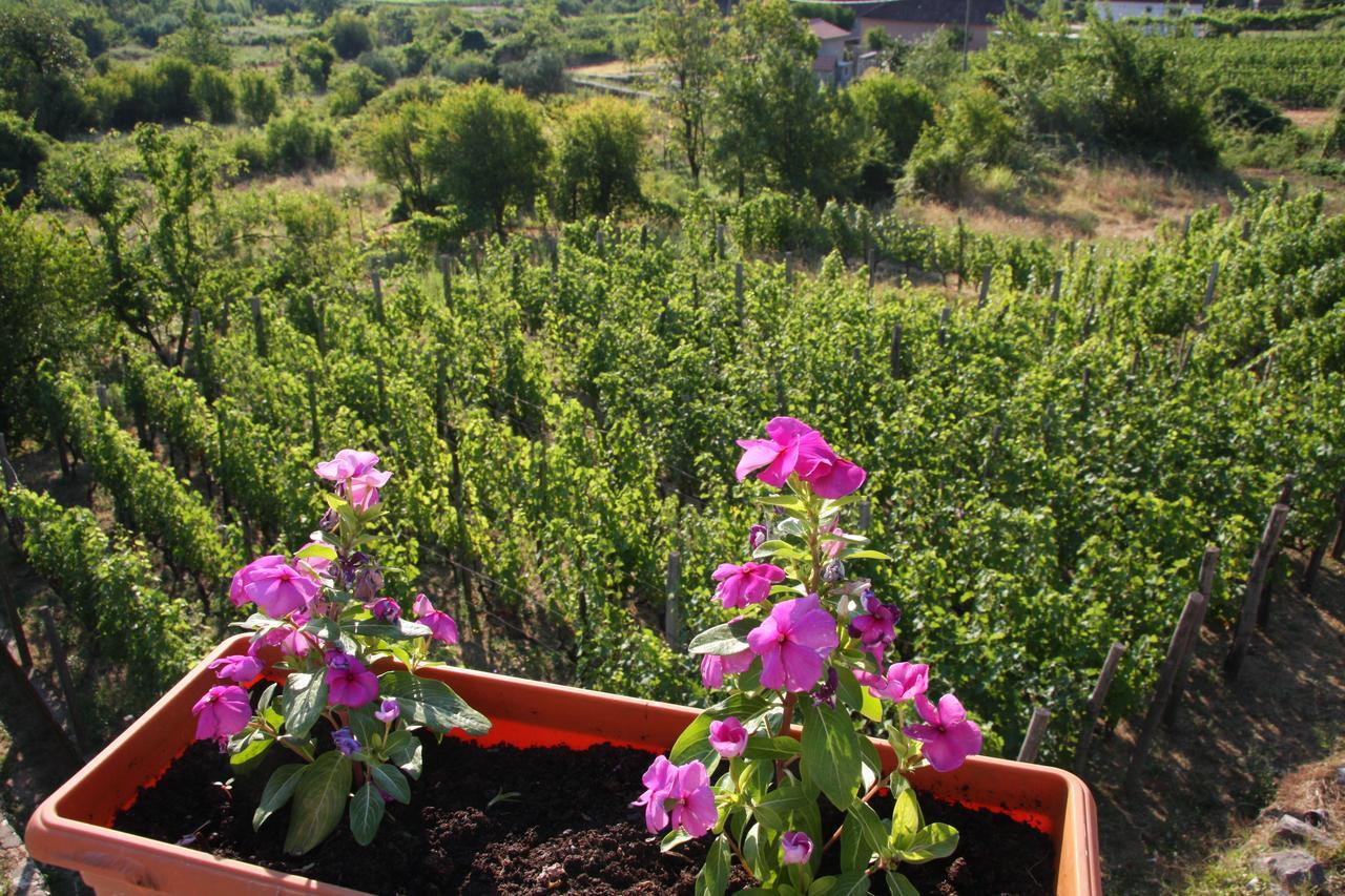 Vrzina Farm House Skadar Lake فيربازار المظهر الخارجي الصورة